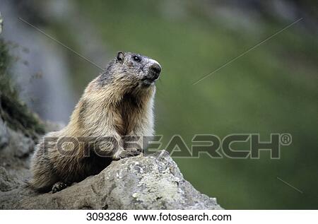 Alpine marmot (Marmota marmota) sitting on a stone, Hohe Tauern National Park, Austria, close-up, front view View Large Photo Image Stock Photograph - Alpine marmot (Marmota marmota) sitting on a stone, Hohe Tauern National Park, Austria, close-up, front view . Fotosearch