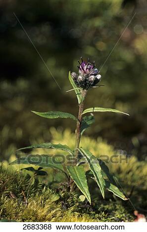 Alpine Sawwort (Saussurea alpina) growing in field, Sarek National Park, Norrbotten, Sweden View Large Photo Image Stock Photo - Alpine Sawwort (Saussurea alpina) growing in field, Sarek National Park, Norrbotten, Sweden . Fotosearch