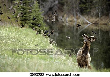 Stock Image - American elk (Cervus canadensis) looking at a flock of birds, Jasper National Park, Alberta, Canada . Fotosearch