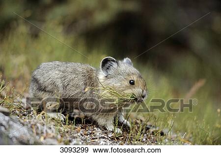 American Pika (Ochotona princeps) eating grass, Banff National Park, Alberta, Canada, side view View Large Photo Image Stock Photo - American Pika (Ochotona princeps) eating grass, Banff National Park, Alberta, Canada, side view . Fotosearch