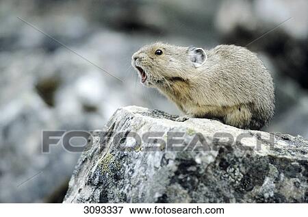 Stock Photo - American Pika (Ochotona princeps) sitting on a stone, Banff National Park, Alberta, Canada, side view . Fotosearch