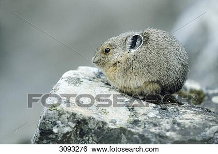 American Pika (Ochotona princeps) sitting on a stone, Banff National Park, Alberta, Canada, side view View Large Photo Image Stock Photograph - American Pika (Ochotona princeps) sitting on a stone, Banff National Park, Alberta, Canada, side view . Fotosearch