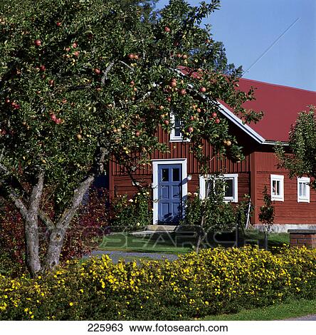 Apple tree in front of house View Large Photo Image Stock Image - Apple tree in front of house . Fotosearch