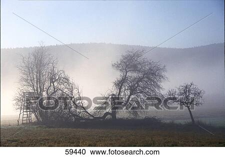 Apple trees in field, Germany View Large Photo Image Stock Image - Apple trees in field, Germany . Fotosearch