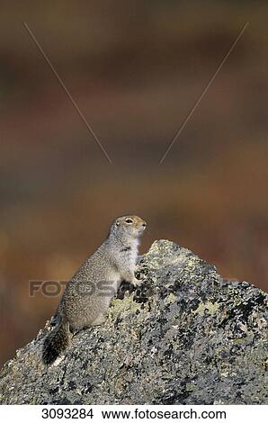 Arctic Ground Squirrel (Spermophilus parryii) on a stone, Denali National Park, USA, side view View Large Photo Image Picture - Arctic Ground Squirrel (Spermophilus parryii) on a stone, Denali National Park, USA, side view . Fotosearch