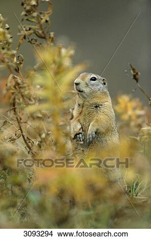 Arctic Ground Squirrel (Spermophilus parryii), Denali National Park, USA, front view View Large Photo Image Picture - Arctic Ground Squirrel (Spermophilus parryii), Denali National Park, USA, front view . Fotosearch