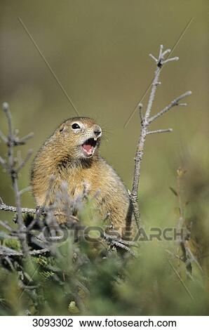 Arctic Ground Squirrel (Spermophilus parryii), Denali National Park, USA, front view View Large Photo Image Stock Image - Arctic Ground Squirrel (Spermophilus parryii), Denali National Park, USA, front view . Fotosearch