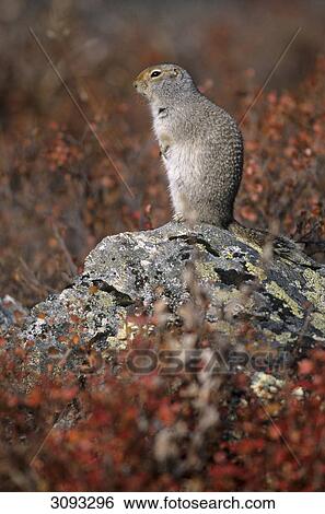Stock Photograph - Arctic Ground Squirrel (Spermophilus parryii) standing on a stone, Denali National Park, USA, side view . Fotosearch