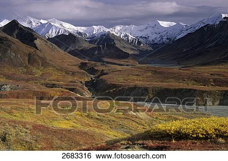 Arctic Willow (Salix polaris) and Alpine Bearberry (Arctostaphylos alpinus) in field, Denali National Park, Alaska, USA View Large Photo Image Stock Photograph - Arctic Willow (Salix polaris) and Alpine Bearberry (Arctostaphylos alpinus) in field, Denali National Park, Alaska, USA . Fotosearch