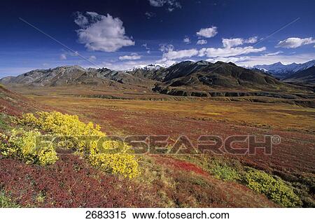 Arctic Willow (Salix polaris) and Alpine Bearberry (Arctostaphylos alpinus) in field, Denali National Park, Alaska, USA View Large Photo Image Stock Photography - Arctic Willow (Salix polaris) and Alpine Bearberry (Arctostaphylos alpinus) in field, Denali National Park, Alaska, USA . Fotosearch