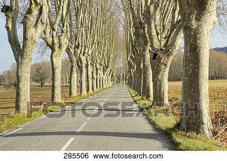 Bare trees along road, Provence, France View Large Photo Image Stock Photograph - Bare trees along road, Provence, France . Fotosearch