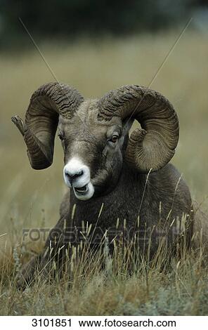 Big horn sheep (Ovis canadensis) lying in grass, Jasper National Park, Canada, close-up View Large Photo Image Stock Image - Big horn sheep (Ovis canadensis) lying in grass, Jasper National Park, Canada, close-up . Fotosearch