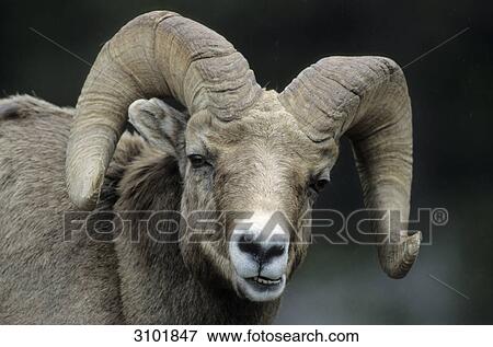 Big horn sheep (Ovis canadensis) lying in grass, Jasper National Park, Canada, portrait, close-up View Large Photo Image Stock Photo - Big horn sheep (Ovis canadensis) lying in grass, Jasper National Park, Canada, portrait, close-up . Fotosearch