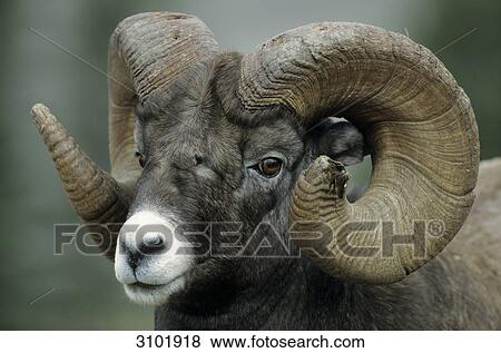 Big horn sheep (Ovis canadensis) lying in grass, Jasper National Park, Canada, portrait, close-up View Large Photo Image Stock Photo - Big horn sheep (Ovis canadensis) lying in grass, Jasper National Park, Canada, portrait, close-up . Fotosearch