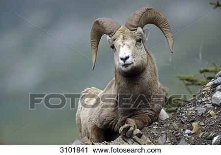 Big horn sheep (Ovis canadensis), Jasper National Park, Canada, facing camera, portrait View Large Photo Image Stock Image - Big horn sheep (Ovis canadensis), Jasper National Park, Canada, facing camera, portrait . Fotosearch