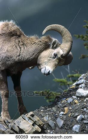 Bighorn sheep (Ovis canadensis) standing on mountain, Jasper National park, Alberta, Canada View Large Photo Image Stock Photo - Bighorn sheep (Ovis canadensis) standing on mountain, Jasper National park, Alberta, Canada . Fotosearch