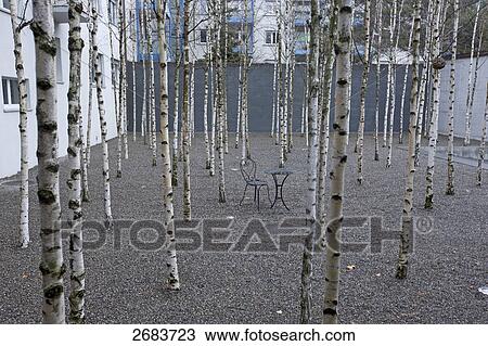Birch trees in courtyard of hotel, Design Hotel Greulich, Zurich, Switzerland View Large Photo Image Stock Image - Birch trees in courtyard of hotel, Design Hotel Greulich, Zurich, Switzerland . Fotosearch