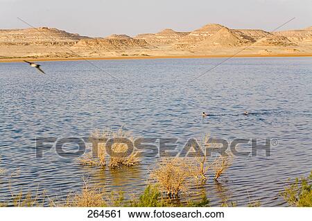Bird flying over lake, Siwa, Egypt, Africa View Large Photo Image Stock Image - Bird flying over lake, Siwa, Egypt, Africa . Fotosearch