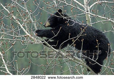 Black bear (Ursus Americanus) climbing tree, Jasper National Park, Alberta, Canada View Large Photo Image Stock Image - Black bear (Ursus Americanus) climbing tree, Jasper National Park, Alberta, Canada . Fotosearch