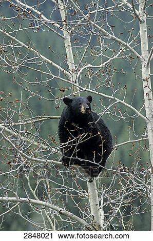 Black bear (Ursus Americanus) sitting on tree, Jasper National Park, Alberta, Canada View Large Photo Image Stock Image - Black bear (Ursus Americanus) sitting on tree, Jasper National Park, Alberta, Canada . Fotosearch
