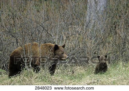 Black bear (Ursus Americanus) standing with cub in forest, Jasper National Park, Alberta, Canada View Large Photo Image Stock Image - Black bear (Ursus Americanus) standing with cub in forest, Jasper National Park, Alberta, Canada . Fotosearch