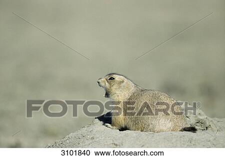 Black-tailed Prairie Dog (Cynomys ludovicianus) sitting on a sandhill and shouting, side view, close-up View Large Photo Image Stock Image - Black-tailed Prairie Dog (Cynomys ludovicianus) sitting on a sandhill and shouting, side view, close-up . Fotosearch