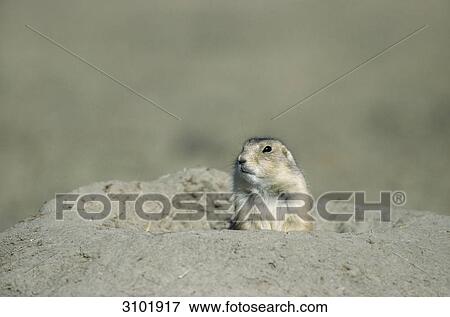 Black-tailed Prairie Dog (Cynomys ludovicianus) looking out of its burrow, front view, close-up View Large Photo Image Stock Photo - Black-tailed Prairie Dog (Cynomys ludovicianus) looking out of its burrow, front view, close-up . Fotosearch