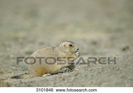Stock Photograph - Black-tailed Prairie Dog (Cynomys ludovicianus) eating, close-up, side view . Fotosearch