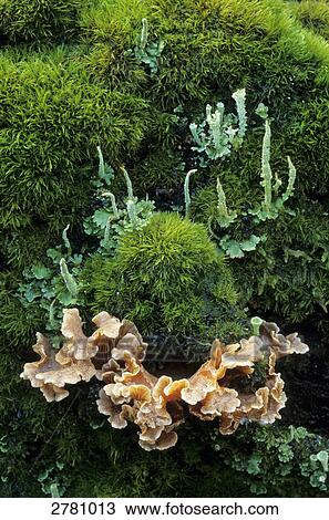 Bleeding oak-Crust (Stereum gausapatum) mushrooms growing in forest, Schleswig-Holstein, Germany View Large Photo Image Stock Image - Bleeding oak-Crust (Stereum gausapatum) mushrooms growing in forest, Schleswig-Holstein, Germany . Fotosearch