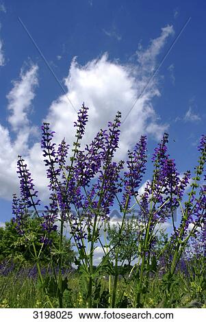 Blossoms of Sage (Salvia pratensis), high size View Large Photo Image Stock Photography - Blossoms of Sage (Salvia pratensis), high size . Fotosearch