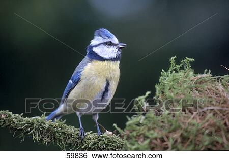 Stock Photograph - Blue tit (Parus caeruleus) bird perching on bush . Fotosearch