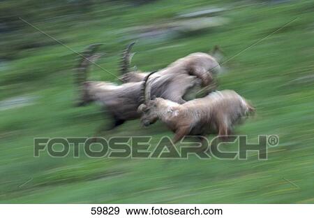 Blurred view of three ibex running in field View Large Photo Image Stock Photo - Blurred view of three ibex running in field . Fotosearch