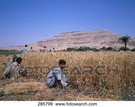 Boys harvesting field, Luxor, Egypt View Large Photo Image Stock Photo - Boys harvesting field, Luxor, Egypt . Fotosearch