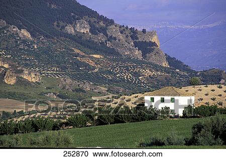 Bran in field on rural landscape, Andalusia, Spain View Large Photo Image Stock Image - Bran in field on rural landscape, Andalusia, Spain . Fotosearch