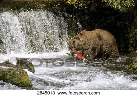 Brown bear (Ursus Arctos) preying sockeye salmon in river, Brooks Falls, Brooks River, Katmai National Park, Alaska, USA View Large Photo Image Stock Photo - Brown bear (Ursus Arctos) preying sockeye salmon in river, Brooks Falls, Brooks River, Katmai National Park, Alaska, USA . Fotosearch