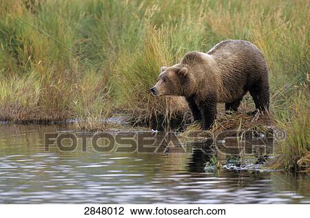 Brown bear (Ursus Arctos) standing at riverbank, Brooks River, Katmai National Park, Alaska, USA View Large Photo Image Stock Image - Brown bear (Ursus Arctos) standing at riverbank, Brooks River, Katmai National Park, Alaska, USA . Fotosearch