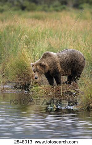 Brown bear (Ursus Arctos) standing at riverbank, Brooks River, Katmai National Park, Alaska, USA View Large Photo Image Stock Image - Brown bear (Ursus Arctos) standing at riverbank, Brooks River, Katmai National Park, Alaska, USA . Fotosearch