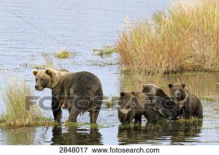Brown bear (Ursus Arctos) standing with its cubs in river, Brooks River, Katmai National Park, Alaska, USA View Large Photo Image Stock Photo - Brown bear (Ursus Arctos) standing with its cubs in river, Brooks River, Katmai National Park, Alaska, USA . Fotosearch