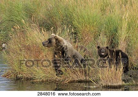 Brown bears (Ursus Arctos) at riverbank, Brooks River, Katmai National Park, Alaska, USA View Large Photo Image Stock Photograph - Brown bears (Ursus Arctos) at riverbank, Brooks River, Katmai National Park, Alaska, USA . Fotosearch