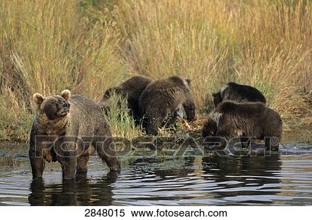 Brown bears (Ursus Arctos) at riverbank, Brooks River, Katmai National Park, Alaska, USA View Large Photo Image Stock Photography - Brown bears (Ursus Arctos) at riverbank, Brooks River, Katmai National Park, Alaska, USA . Fotosearch