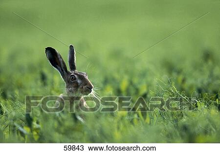 Brown Hare (Lepus europaeus) in field, Germany View Large Photo Image Stock Image - Brown Hare (Lepus europaeus) in field, Germany . Fotosearch