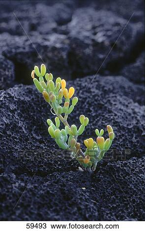 Cactus plant growing in volcanic landscape, Lanzarote, Canary Islands, Spain View Large Photo Image Stock Image - Cactus plant growing in volcanic landscape, Lanzarote, Canary Islands, Spain . Fotosearch