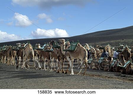 Camels in field, Timanfaya National Park, Lanzarote, Canary Islands, Spain View Large Photo Image Stock Photography - Camels in field, Timanfaya National Park, Lanzarote, Canary Islands, Spain . Fotosearch