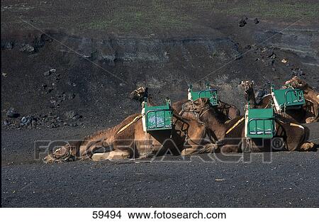 Picture - Camels lying on volcanic landscape, Timanfaya National Park, Lanzarote, Canary Islands, Spain . Fotosearch