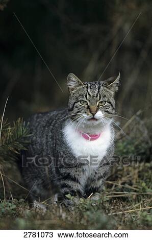 Cat in field, Sweden View Large Photo Image Stock Image - Cat in field, Sweden . Fotosearch