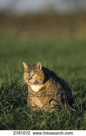 Cat sitting in field, Schleswig-Holstein, Germany View Large Photo Image Stock Image - Cat sitting in field, Schleswig-Holstein, Germany . Fotosearch
