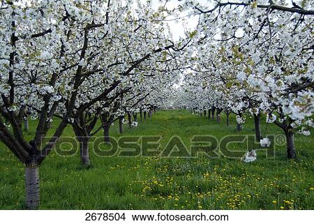 Picture - Cherry trees blooming in field, Havel River, Werder, Brandenburg, Germany . Fotosearch