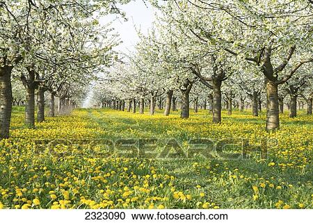 Cherry trees blooming in field, Brandenburg, Germany View Large Photo Image Stock Image - Cherry trees blooming in field, Brandenburg, Germany . Fotosearch