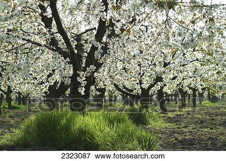 Cherry trees blooming in field, Brandenburg, Germany View Large Photo Image Stock Photo - Cherry trees blooming in field, Brandenburg, Germany . Fotosearch