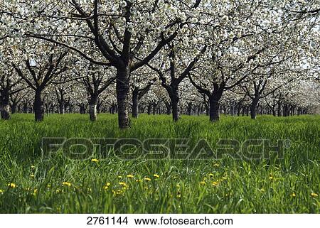 Cherry trees in field, Brandenburg, Germany View Large Photo Image Picture - Cherry trees in field, Brandenburg, Germany . Fotosearch